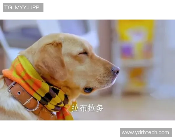 足球明星与他们忠实的狗狗们共同谱写的温馨故事